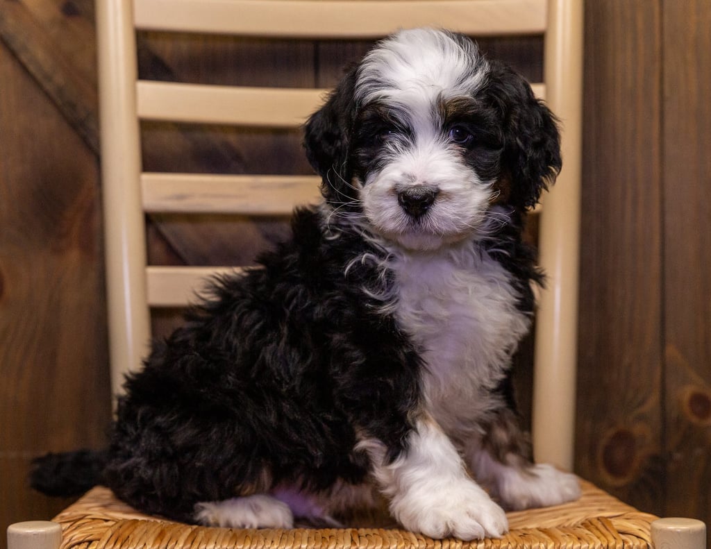 A picture of a Yolo, one of our Standard Bernedoodles puppies that went to their home in Kansas