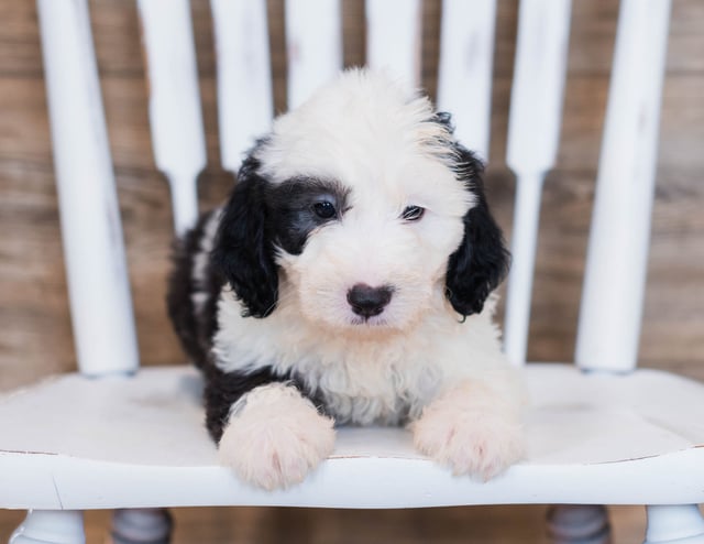 A picture of a Clyde, one of our Mini Sheepadoodles puppies that went to their home in Kentucky