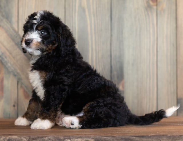 A picture of a Charlie, one of our Mini Bernedoodles puppies that went to their home in Minnesota