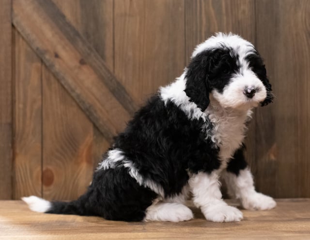 Zeva is an F1 Sheepadoodle that should have  and is currently living in Nebraska