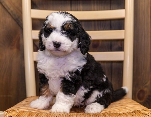 A picture of a Anna, one of our Mini Bernedoodles puppies that went to their home in Tennessee