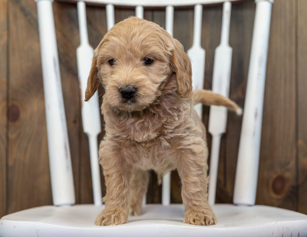 A picture of a Brody, one of our Mini Goldendoodles for sale