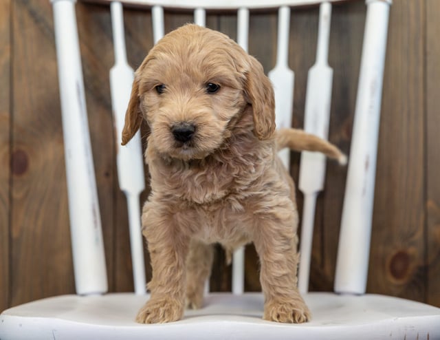 A picture of a Brody, a gorgeous Mini Goldendoodles for sale