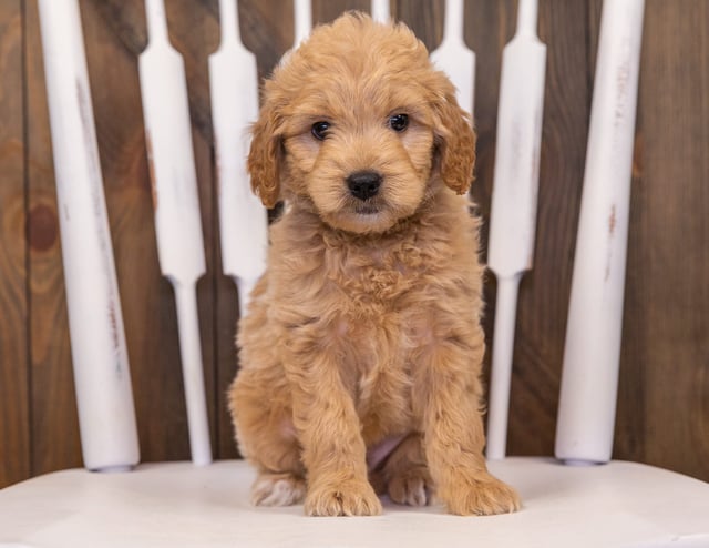 Rhett came from Sassy and Taylor's litter of F1 Goldendoodles