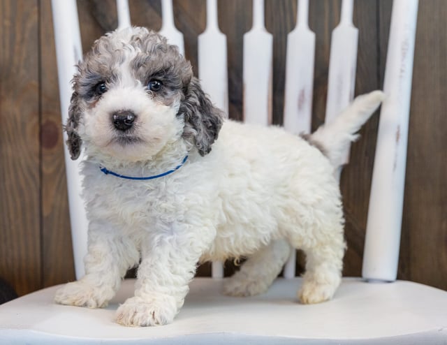Oscar is an F1B Sheepadoodle that should have  and is currently living in Virginia