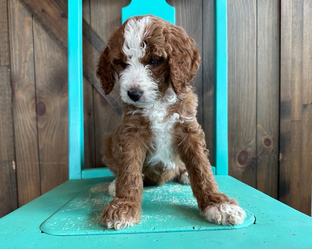 A picture of a Ivy, one of our Standard Goldendoodles puppies that went to their home in South Dakota 