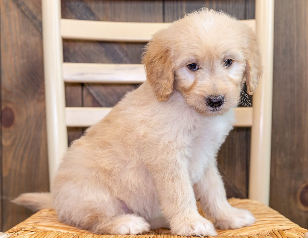 A picture of a Quana, one of our Standard Goldendoodles puppies that went to their home in Iowa