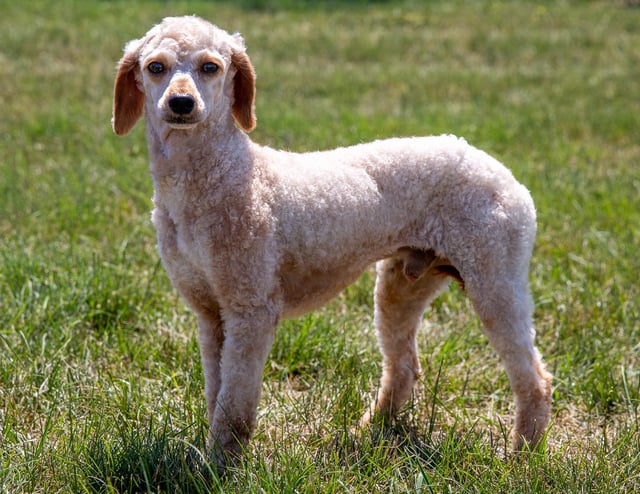 A picture of one of our Poodle father's, Private: Peter.
