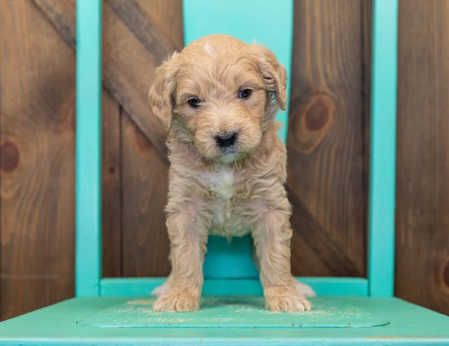 This litter of Goldendoodles are of the F1 generation.