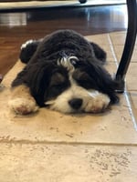 F1 Mini Bernedoodle