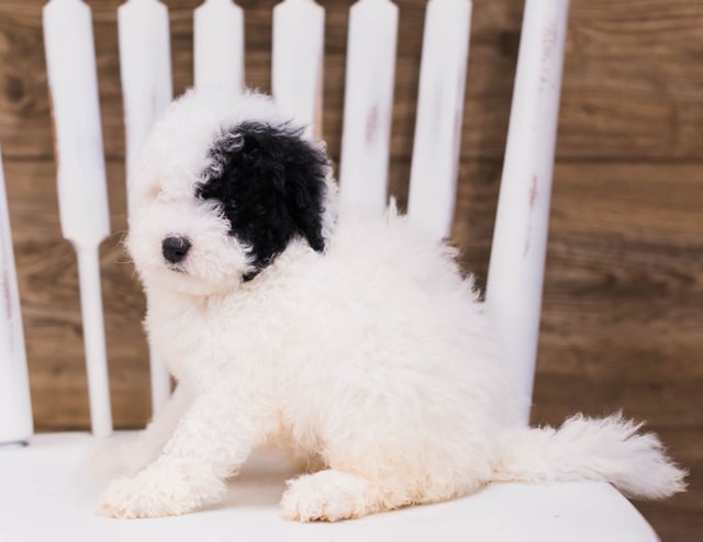 Quira is an F1B Sheepadoodle that should have  and is currently living in New Jersey