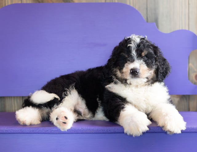 A picture of a Xanter, one of our Standard Bernedoodles puppies that went to their home in Nebraska