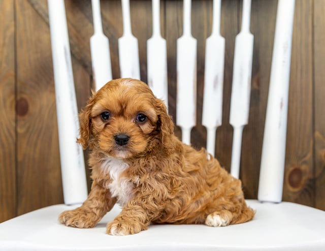 A picture of a Xarco, one of our Petite Cavapoos puppies that went to their home in Minnesota