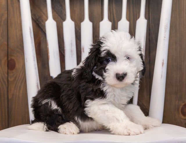 A picture of a Turbo, one of our Mini Sheepadoodles puppies that went to their home in California