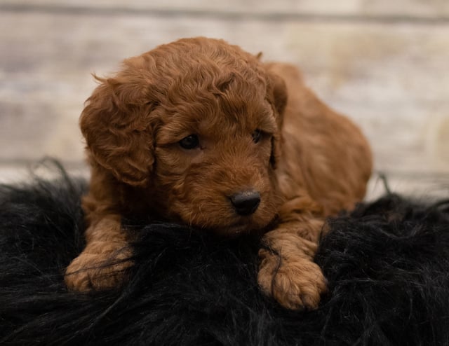 Hess was born on 12/07/2018