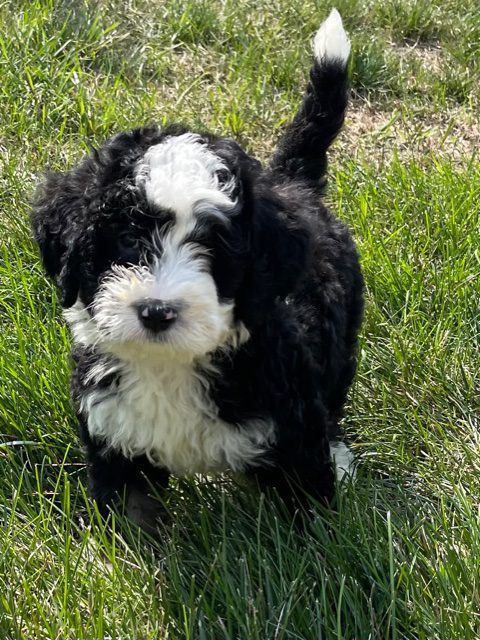 A picture of a Yoki, one of our Mini Bernedoodles puppies that went to their home in Minnesota