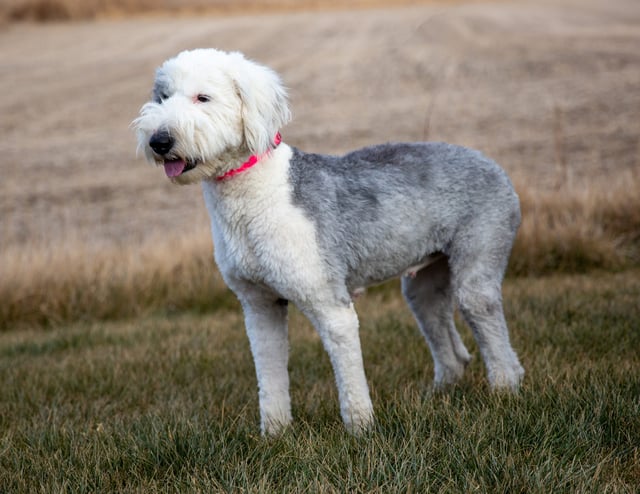 A picture of one of our Old English Sheepdog mother's, Annie.