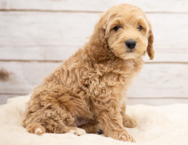 A picture of a Kaspo, one of our Mini Goldendoodles puppies that went to their home in Nebraska