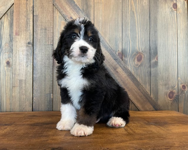 Zuma is an F1 Bernedoodle that should have  and is currently living in Iowa