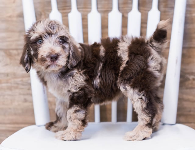 Alco is an F1B Goldendoodle that should have  and is currently living in Minnesota