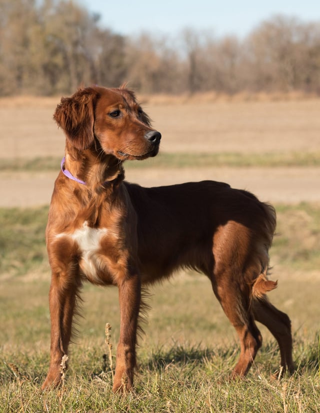 Ginger has a total of 62 litters