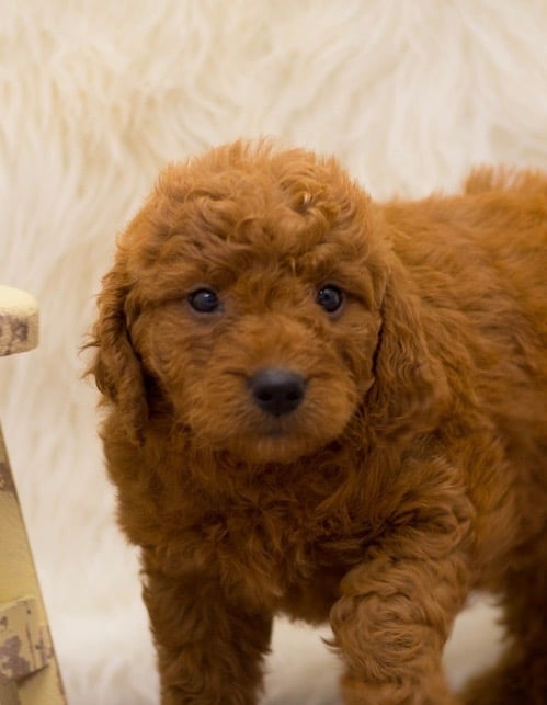 A picture of a Sala, a gorgeous Mini Goldendoodles for sale