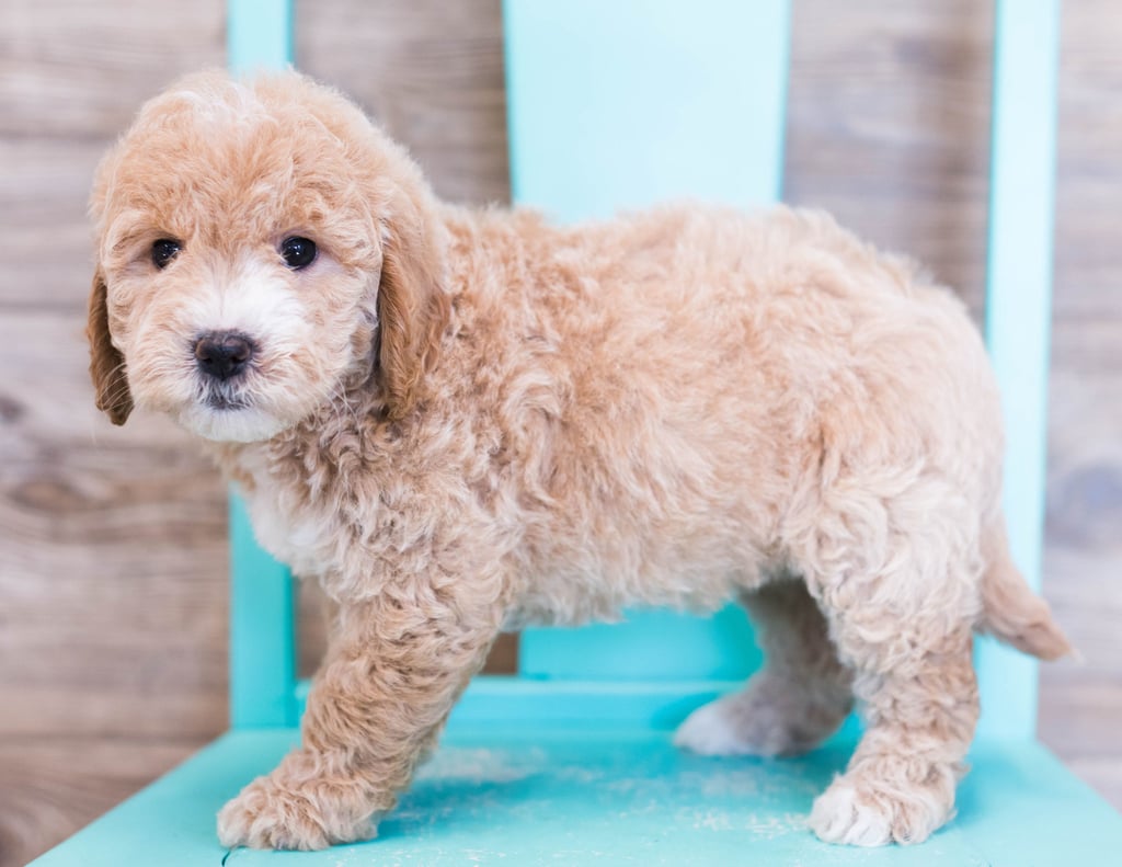 Opal is an F1 Goldendoodle that should have  and is currently living in Illinois