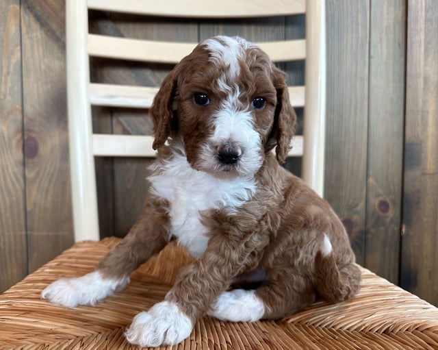 A picture of a Flax, one of our  Goldendoodles puppies that went to their home in Nebraska 