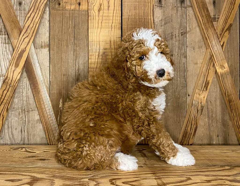 A picture of a Jeff, one of our Mini Goldendoodles puppies that went to their home in California