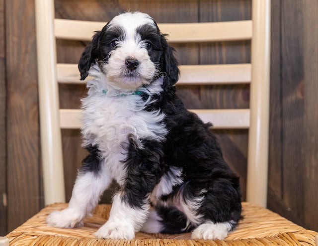 Xoe is an F1 Bernedoodle that should have  and is currently living in New Jersey
