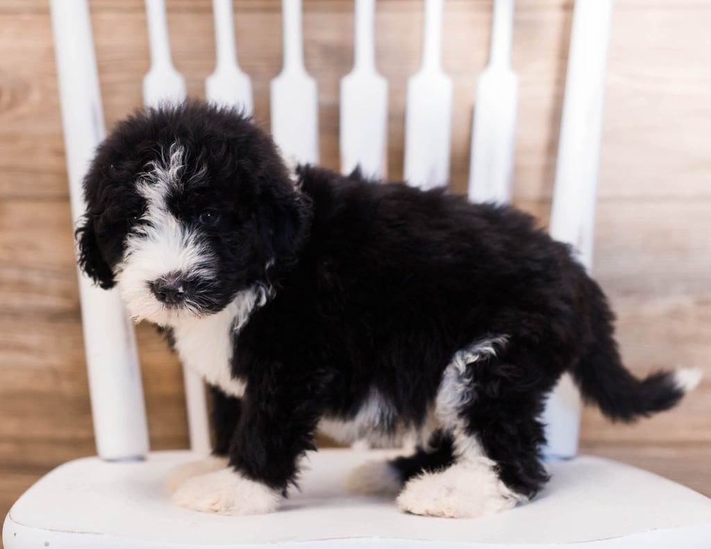 Yarin is an F1 Sheepadoodle that should have  and is currently living in Tennessee