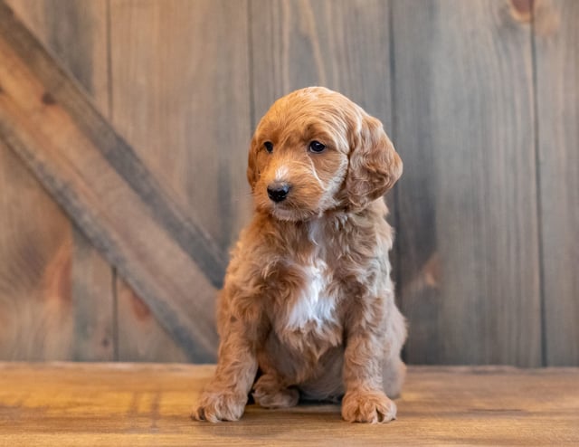 A picture of a Honey, one of our Mini Goldendoodles puppies that went to their home in Nebraska