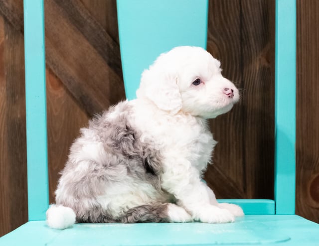 Edger is an F1 Sheepadoodle that should have  and is currently living in Virginia