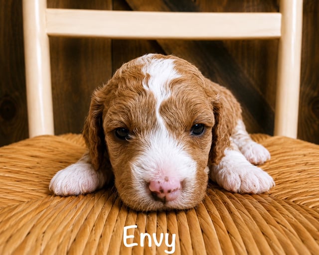 A picture of a Envy, a gorgeous Mini Goldendoodles for sale