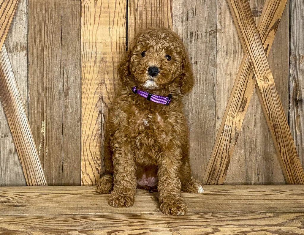 Josie came from Cora and Toby's litter of F1BB Goldendoodles