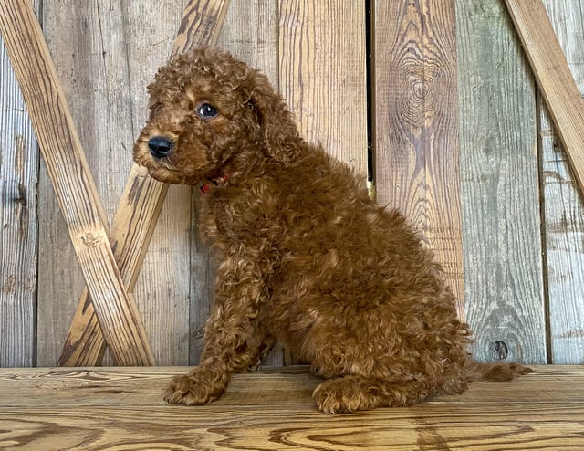 Mahomes came from Tatum and Toby's litter of F1BB Goldendoodles