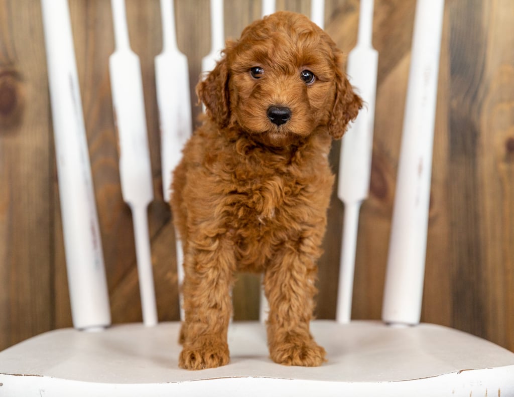 A picture of a Poppy, one of our Mini Goldendoodles puppies that went to their home in Illinois