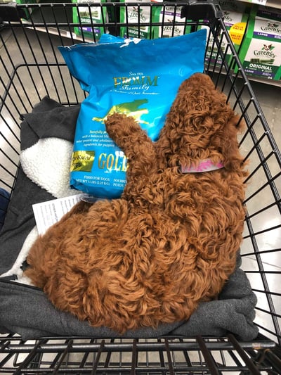 Red F1 Irish Doodle at PetCo