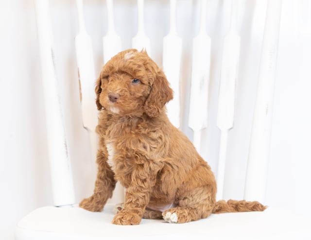 A picture of a Mona, one of our Mini Goldendoodles puppies that went to their home in South Dakota