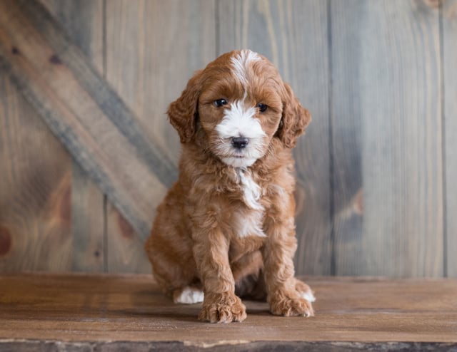 A picture of a Bebe, one of our Mini Goldendoodles puppies that went to their home in Michigan