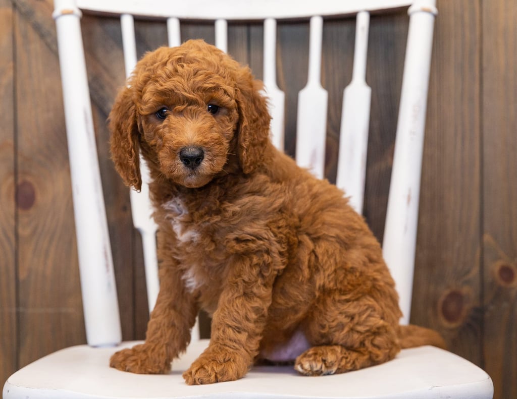 Lance is an F1B Goldendoodle that should have  and is currently living in California