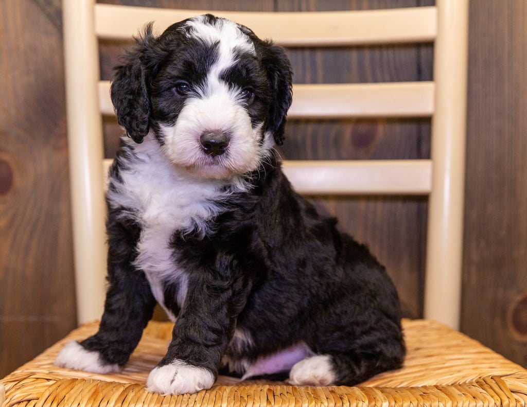 Gil is an F1B Sheepadoodle that should have  and is currently living in Iowa