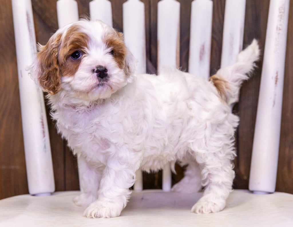 Unno is an F1 Cavapoo that should have  and is currently living in Missouri
