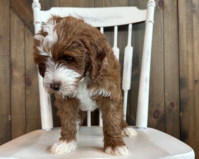 Oats is an F1BB Goldendoodle for sale in Iowa.