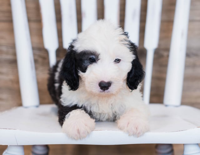 Gorgeous Mini Sheepadoodles available for sale!