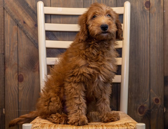 A picture of a Harry, one of our Mini Goldendoodles puppies that went to their home in North Dakota