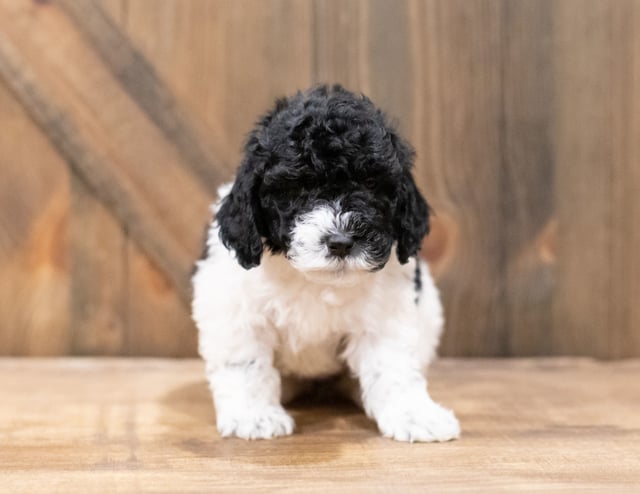 Dixie is an F1B Sheepadoodle that should have  and is currently living in West Virginia