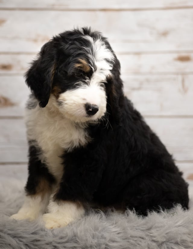 A picture of a Indi, one of our Standard Bernedoodles puppies that went to their home in Nebraska