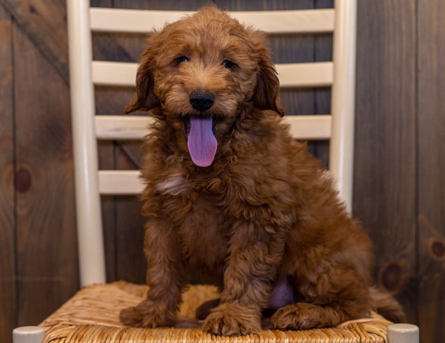 Hugh came from Aspen and Reggie's litter of F1 Goldendoodles