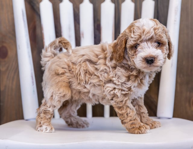 Faith came from Raven and Ozzy's litter of F1BB Bernedoodles